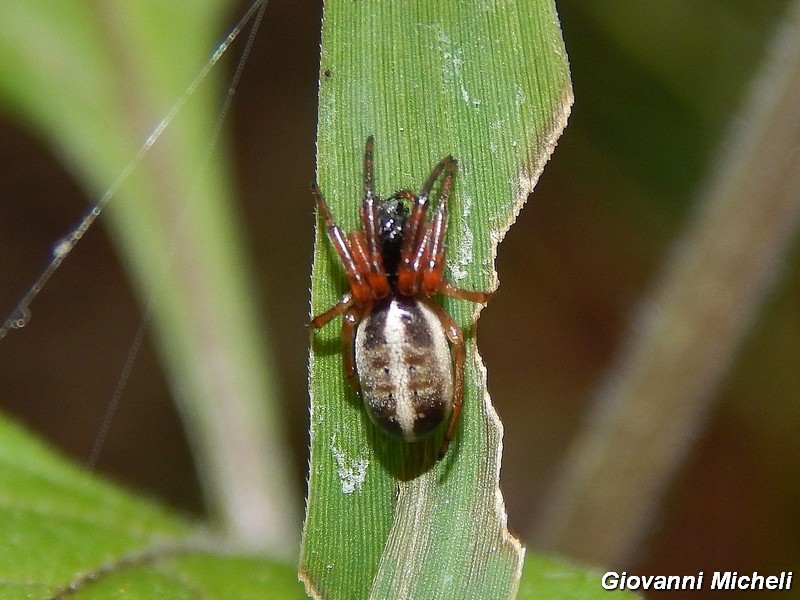 Serie di Araneae del Parco del Ticino